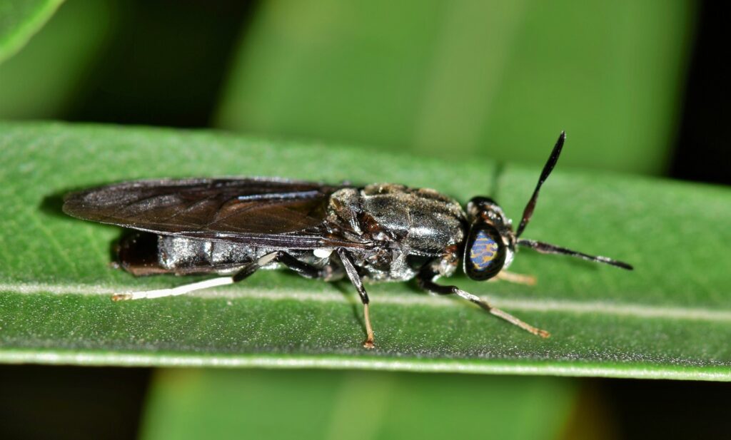 black soldier fly on green leaf